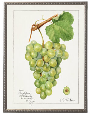 Vintage green grapes bookplate