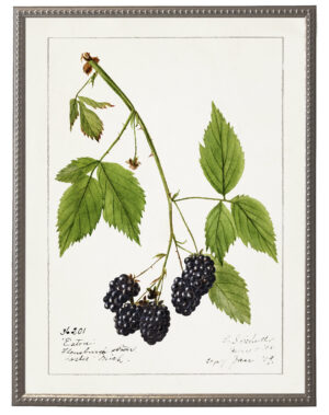 Vintage blackberries bookplate