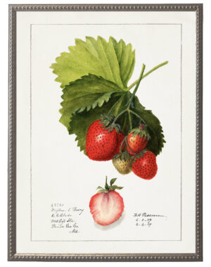 Vintage strawberries bookplate