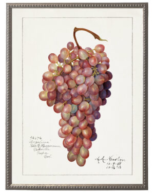 Vintage red grapes bookplate