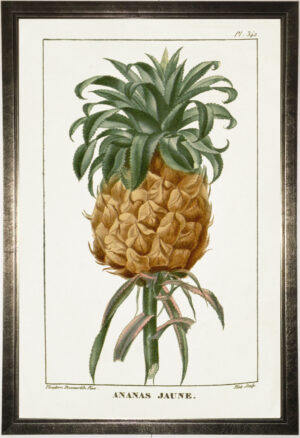 Vintage pineapple bookplate