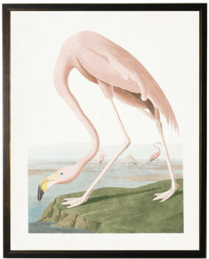 Pale pink Flamingo Audobon bookplate
