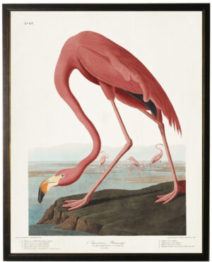 Pink Flamingo Audobon bookplate