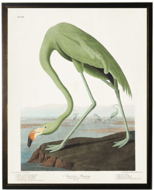 Green Flamingo Audobon bookplate